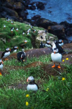 İzlanda 'daki Kayalık Kayalıklarda 4K Puffin Grubu Görüntüsü