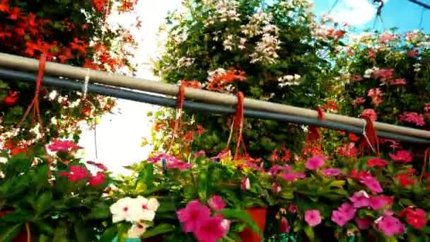 Botanická Říše Divů Detailní Nízkoúhlý Záběr Fotoaparátu Pomalu Procházející Květináči — Stock video