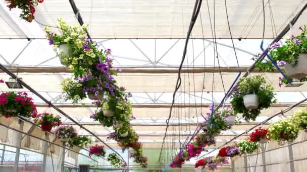 Botanical Wonderland Closeup Low Angle Shot Camera Slowly Passing Flower — Stock Video