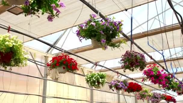 식물원 클로즈업 카메라의 천천히 온실에서 천장에서 냄비를 비디오 — 비디오