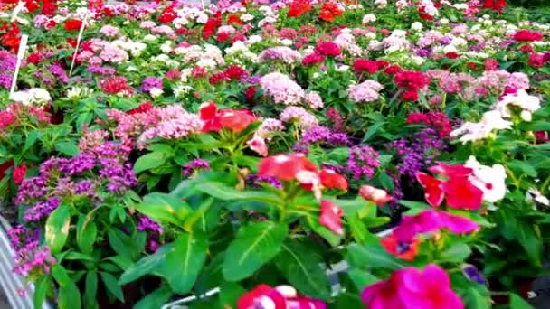 Botanisk Utforskning Närbild Kameran Långsamt Rör Sig Genom Blomkrukor Växthuset — Stockvideo