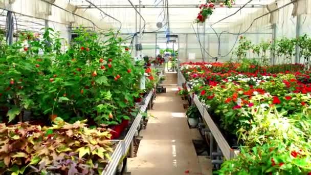 Botanical Exploration Closeup Camera Slowly Moving Flower Pots Greenhouse Sprinkling — Stock Video