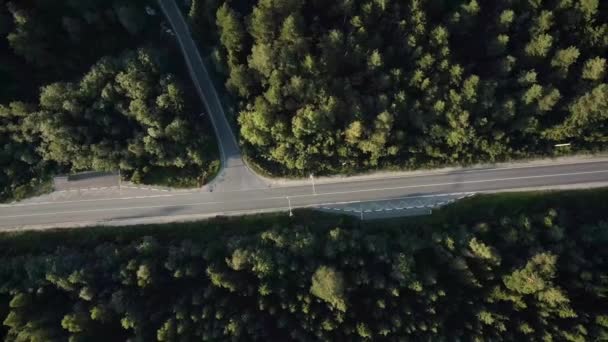 Pine Forest Pathways Aerial Ultra Video Road Pine Forest Directly — Stock video