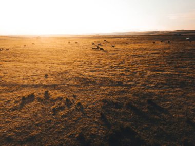 Serene Grrazing: 4K Ultra HD 'de Çimen Tarlasında Sersemletici İnek