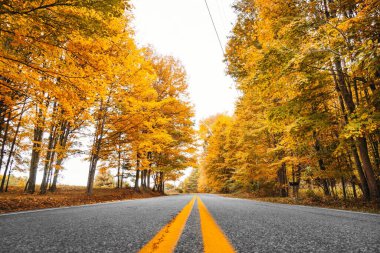 Autumnal Road Trip: Autumn Season - 4K Ultra HD fotoğraf