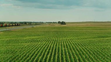 4K Ultra HD Drone Görüntüsü: Şafakta Otobana doğru Cornfield uçuşunun hava görüntüsü