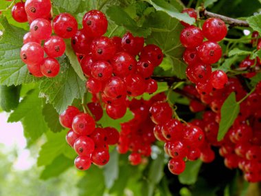 Kırmızı frenk üzümü (Ribes rubrum) çalılıkta