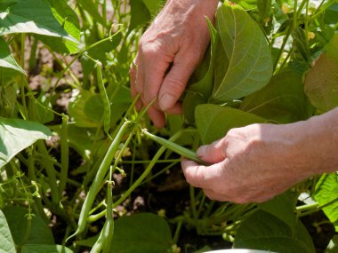 Bahçedeki fasulye hasadı sırasında, Güney Almanya 'da yaz mevsiminde, yakın plan, Alman kadın 70 yaşındaydı.