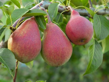 Üç armut dalda asılı, armut çeşitliliği Williams Christ, Güney Almanya Yazı