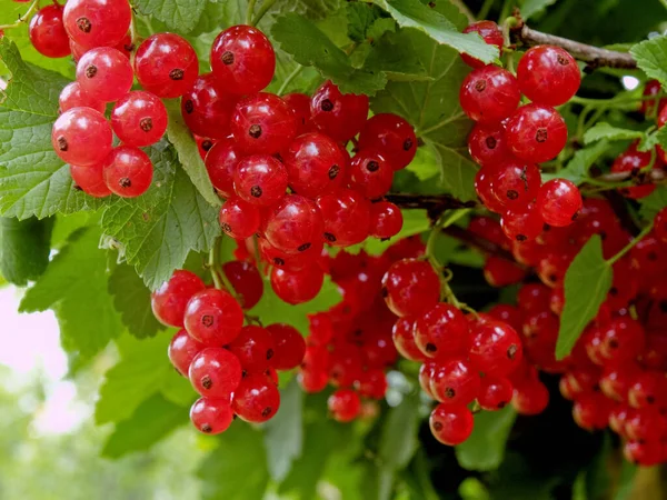 Red Currant Ribes Rubrum Shrub — Stock Photo, Image