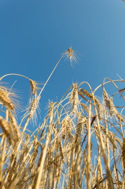 Aşağıdan çekilmiş bir arpa (Hordeum vulgare).