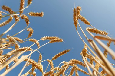 Buğday (Triticum) aşağıdan fotoğraflandı