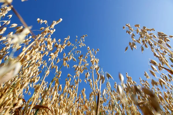 Temmuz 'da bir tarlada Yulaf (Avena)