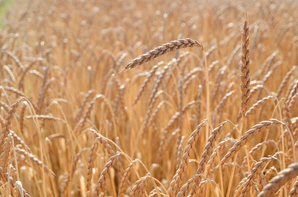 Hecelenmiş bir alan (Triticum spelta)