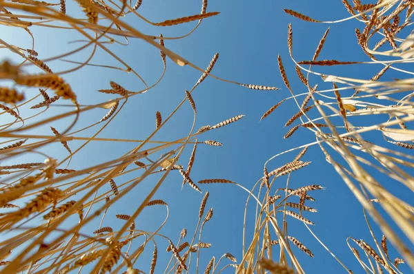 Aşağıdan Büyülü (Triticum spelta) fotoğraflandı
