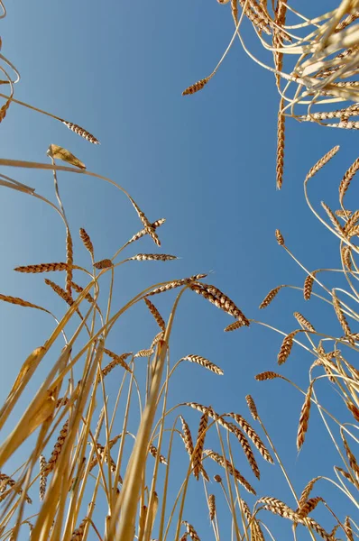 Aşağıdan Büyülü (Triticum spelta) fotoğraflandı