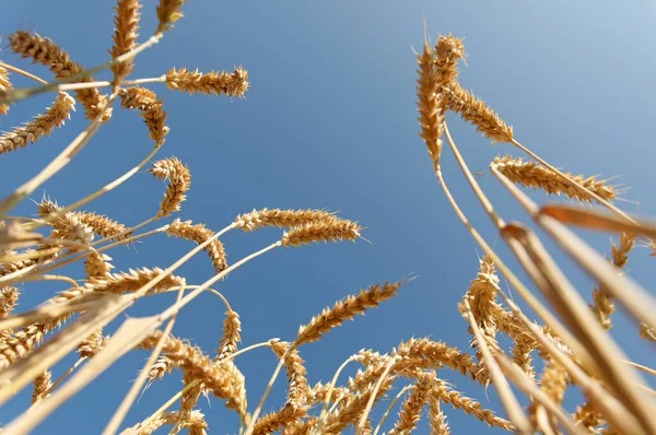 Buğday (Triticum) aşağıdan fotoğraflandı