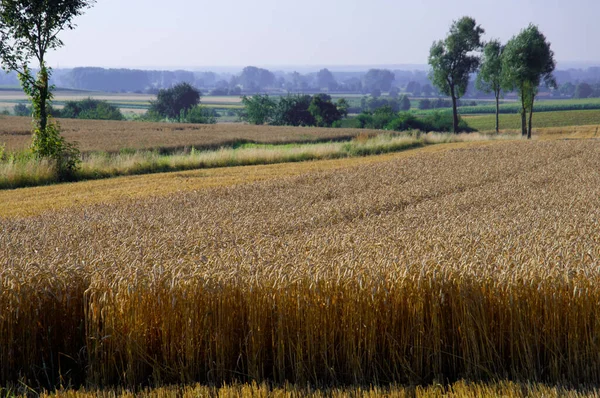 Yazın Almanya 'da buğdaylı bir manzara (Triticum)