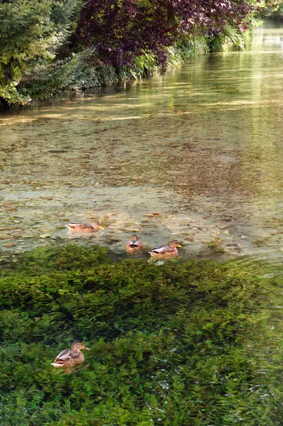 Nehirde Yüzen Dört Ördek Anas Platyrhynchos — Stok fotoğraf