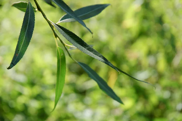 Bir söğüt dalı (Salix)
