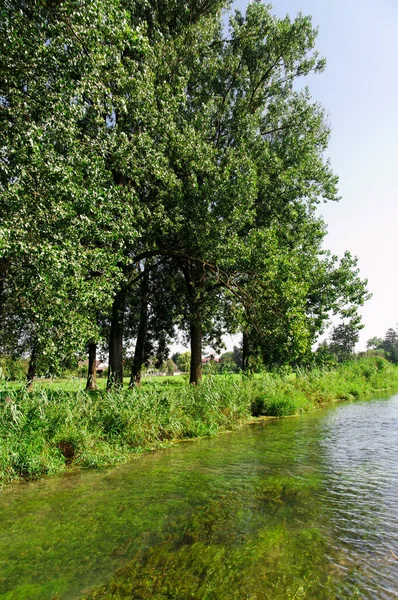 Populus Populus Almanya Bir Nehirde Sırada Bekliyor — Stok fotoğraf