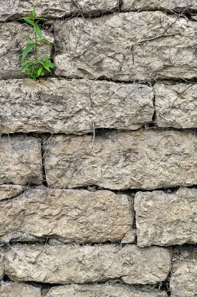 Çalışan kireçtaşından yapılmış taş bir duvarın ayrıntıları. Duvarın dışında küçük yeşil bir bitki yetişiyor..
