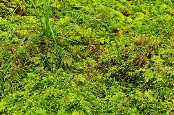 Лесной Пол Мхом — стоковое фото