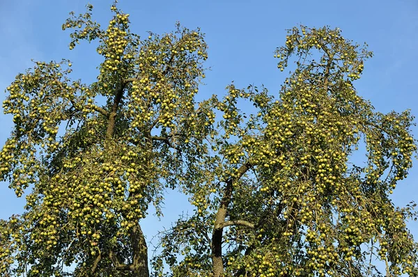 Armut (Pyrus), bol meyveli bir ağaç.