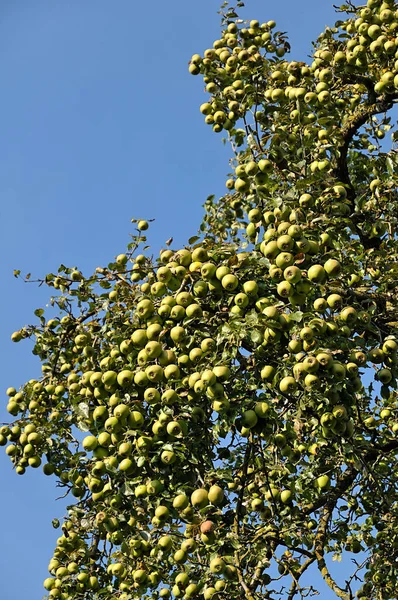 Armut (Pyrus), bol meyveli bir ağaç.