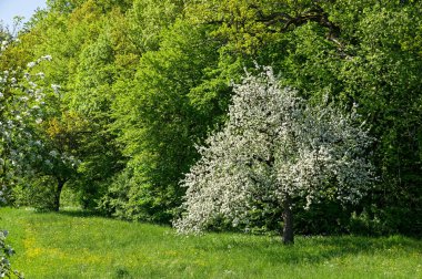 Ormanın kenarındaki bir çayırda çiçek açan bir meyve ağacı, Güney Almanya 'da bahar.