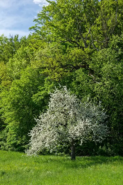 Ormanın kenarındaki bir çayırda çiçek açan bir meyve ağacı, Güney Almanya 'da bahar.
