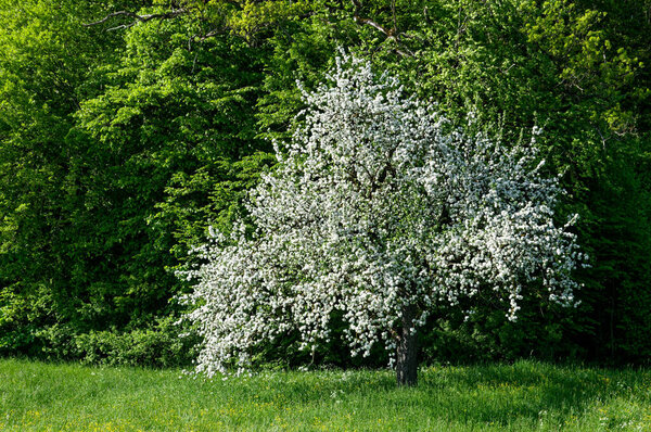A flowering fruit tree in a meadow at the edge of the forest, spring in southern Germany