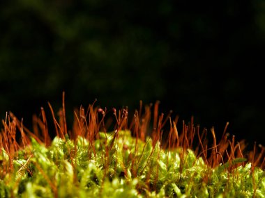 Karanlık bir arka planda kapsülü olan bir yosun.