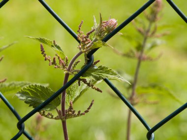 Bir ısırgan otu (urtica dioica) yeşil bir çite sarılır, yatay