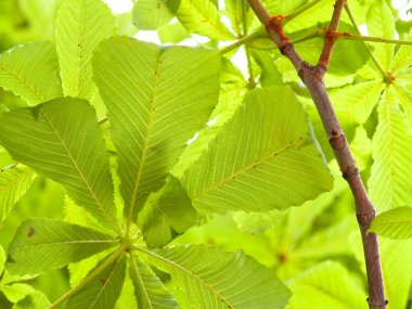 Ağaçta yeşil kestane yaprağı (Aesculus), Güney Almanya 'da yaz mevsimi, yatay