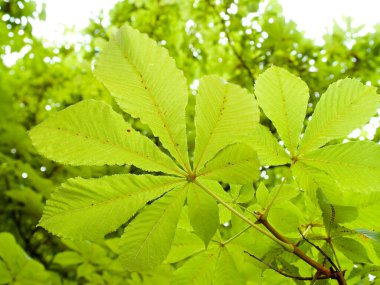 Ağaçta yeşil kestane yaprağı (Aesculus), Güney Almanya 'da yaz mevsimi, yatay