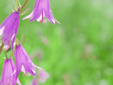 ekilebilir çan çiçeği (campanula rapunculoides) yeşil arkaplan, kopyalama alanı, yatay