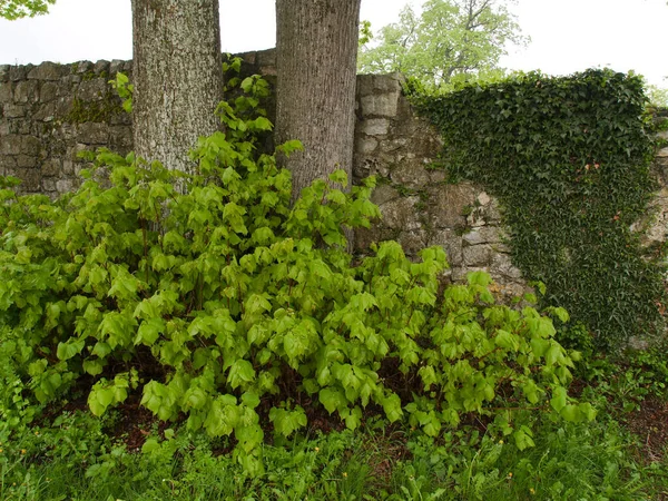  2 Linden (Tilia) Güney Almanya 'da