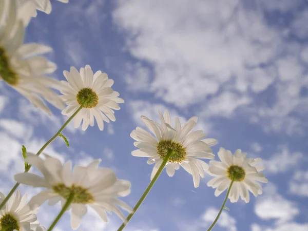 Marguerite (löanthemum vulgare) aşağıdan gökyüzüne doğru fotoğraflandı