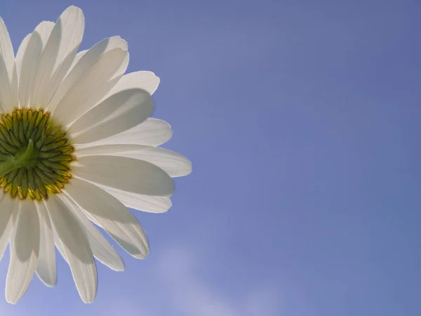 Marguerite (löanthemum vulgare) aşağıdan mavi gökyüzüne doğru fotoğraflandı