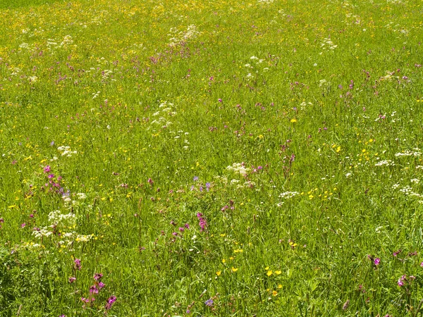 Fiori Primavera Prato Primavera Germania — Foto Stock