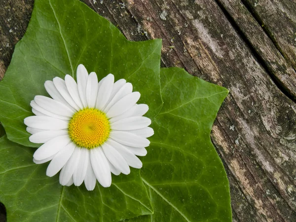 Beyaz çiçekli küçük sarmaşık yaprakları (hedera sarmaşığı) eski ahşap tahtada, yatay