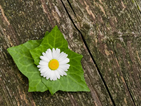 Eski ahşap tahtanın üzerinde beyaz bir çiçek (lucanthemum vulgare) bulunan küçük bir yeşil yaprak grubu (hedera helix)