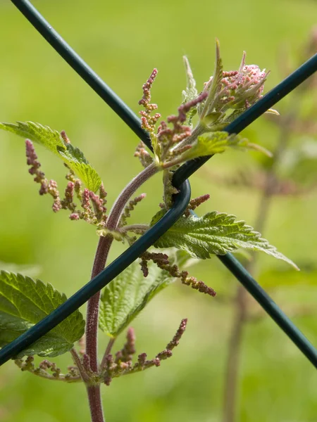 Bir ısırgan otu (urtica dioica) yeşil bir çite sarıldı, dikey