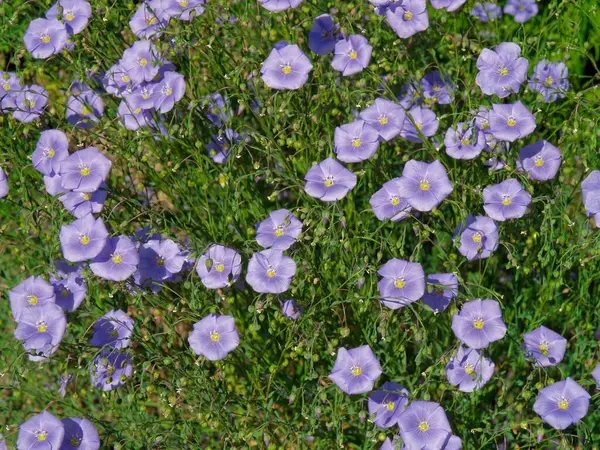Bir grup keten (Linum), yatay