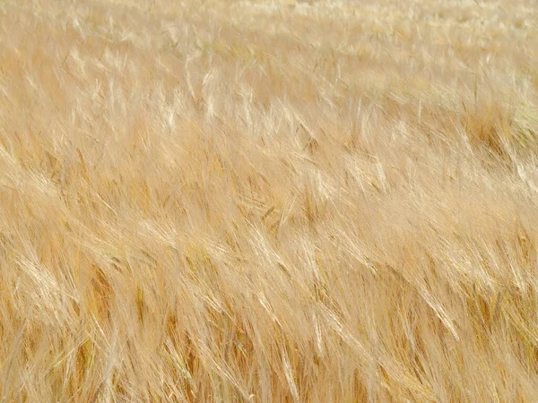 Hasattan önce Güney Almanya 'da bir arpa tarlası (Hordeum vulgare).