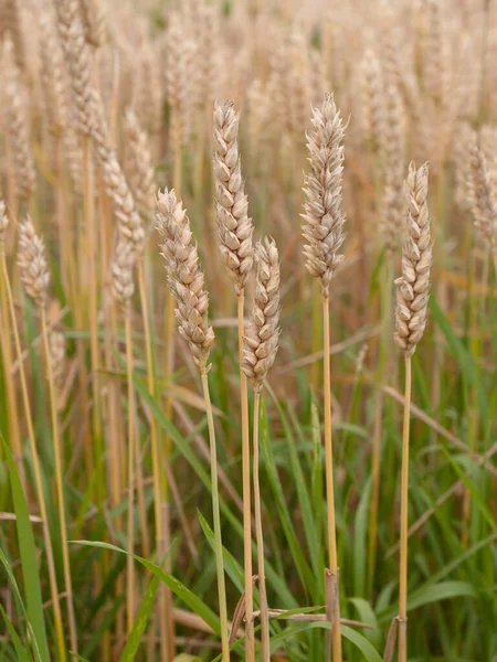Hasattan önce buğday (Triticum vulgare), Güney Almanya 'da yaz mevsimi