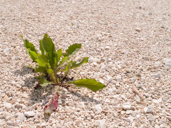 Güney Almanya 'da yaz mevsiminde bir çiftlikte yaygın bir karahindiba (Taraxacum).