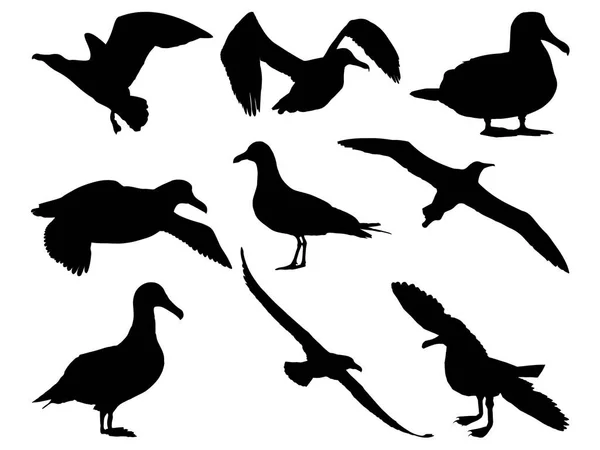 Albatros Silhouette Oiseau Art Vectoriel Sur Fond Blanc — Image vectorielle