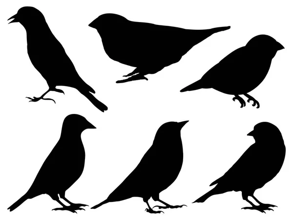 Ensemble Art Vectoriel Silhouette Oiseau Pinson — Image vectorielle